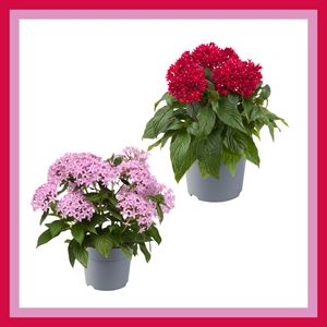 Afbeelding van EJ Pentas P19 Divers